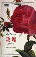 玫瑰