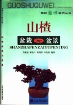 山楂盆栽与盆景