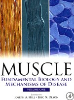 MUSCLE FUNDAMENTAL BIOLOGY AND MECHANISMS OF DISEASE VOLUME 1