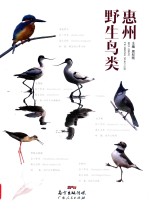 惠州野生鸟类
