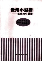 贵州小型猪:实验用小香猪