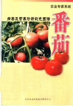 农业专家系统 病害及营养诊断彩色图谱 番茄