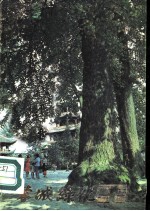 蓉城绿化 1