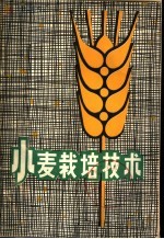 小麦栽培技术