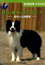 智慧+服从 = 边境牧羊犬 成功人士的爱宠