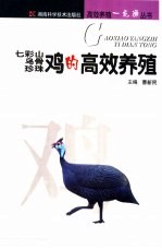 七彩山鸡 乌骨鸡 珍珠鸡的高效养殖