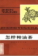 怎样种油茶