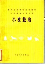 小麦栽培