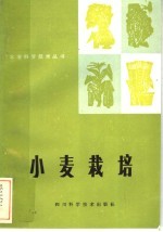 小麦栽培