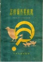 怎样饲养莱杭鸡