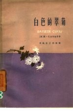 白色的翠菊