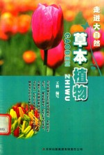 草本植物