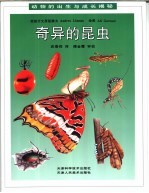 奇异的昆虫