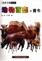 动物百态 黄牛