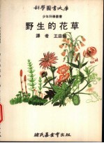 野生的花草