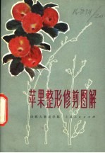 苹果整形修剪图解