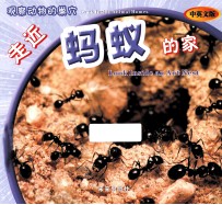 观察动物的巢穴 走近蚂蚁的家