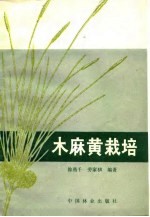 木麻黄栽培
