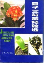 君子兰莳养经验选