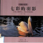 七彩的羽影 鸟鸣