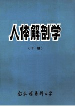 人体解剖学 下