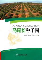 马尾松种子园