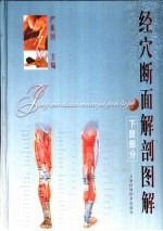 经穴断面解剖图解 下肢部分