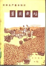 薯类栽培