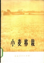 小麦移栽