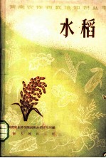 水稻