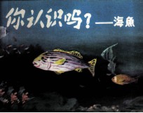 你认识吗？ 海鱼