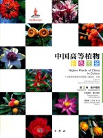 中国高等植物彩色图鉴 第3卷 被子植物 木麻黄科 莲叶桐科