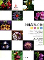 中国高等植物彩色图鉴 第7卷 被子植物 玄参科 菊科