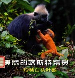 美丽的喀斯特精灵 珍稀白头叶猴
