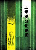玉米穗分化图册