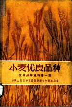 小麦优良品种