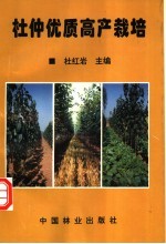 杜仲优质高产栽培