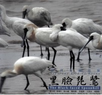 澳门珍稀鸟类 黑脸琵鹭