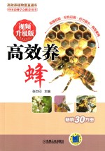 蜜蜂养殖技术大全书籍 高效养蜂 视频升级版