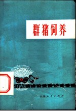 群猪饲养
