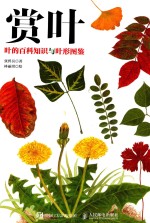 赏叶 叶的百科知识与叶形图鉴