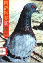 肉鸽饲养新技术