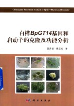白桦BpGT14基因和启动子的克隆及功能分析
