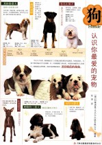 狗 认识你最爱的宠物