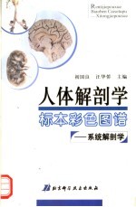 人体解剖学标本彩色图谱 系统解剖学