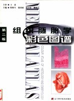 组织胚胎学彩色图谱 第2版