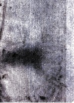 中国北部寒武纪动物化石 第4册