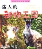 迷人的动物王国 袋鼠与考拉