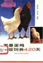 罗曼蛋鸡高效饲养420天