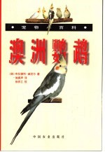 澳洲鹦鹉